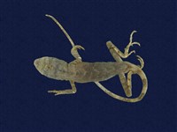 藏品(短肢攀蜥 )的圖片
